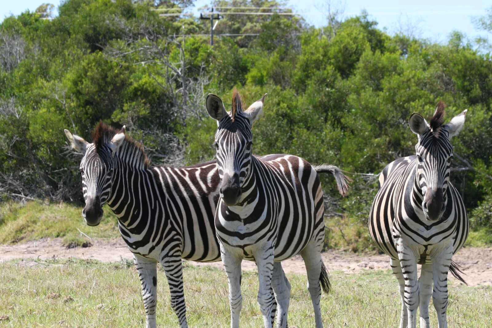 Canon EOS 30D sample photo. Zebra, wildlife, africa photography