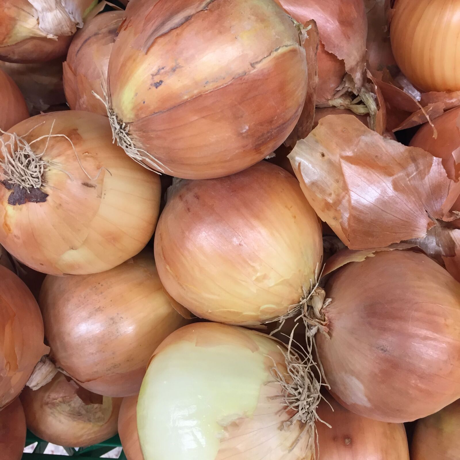Apple iPhone 6 sample photo. Onions photography