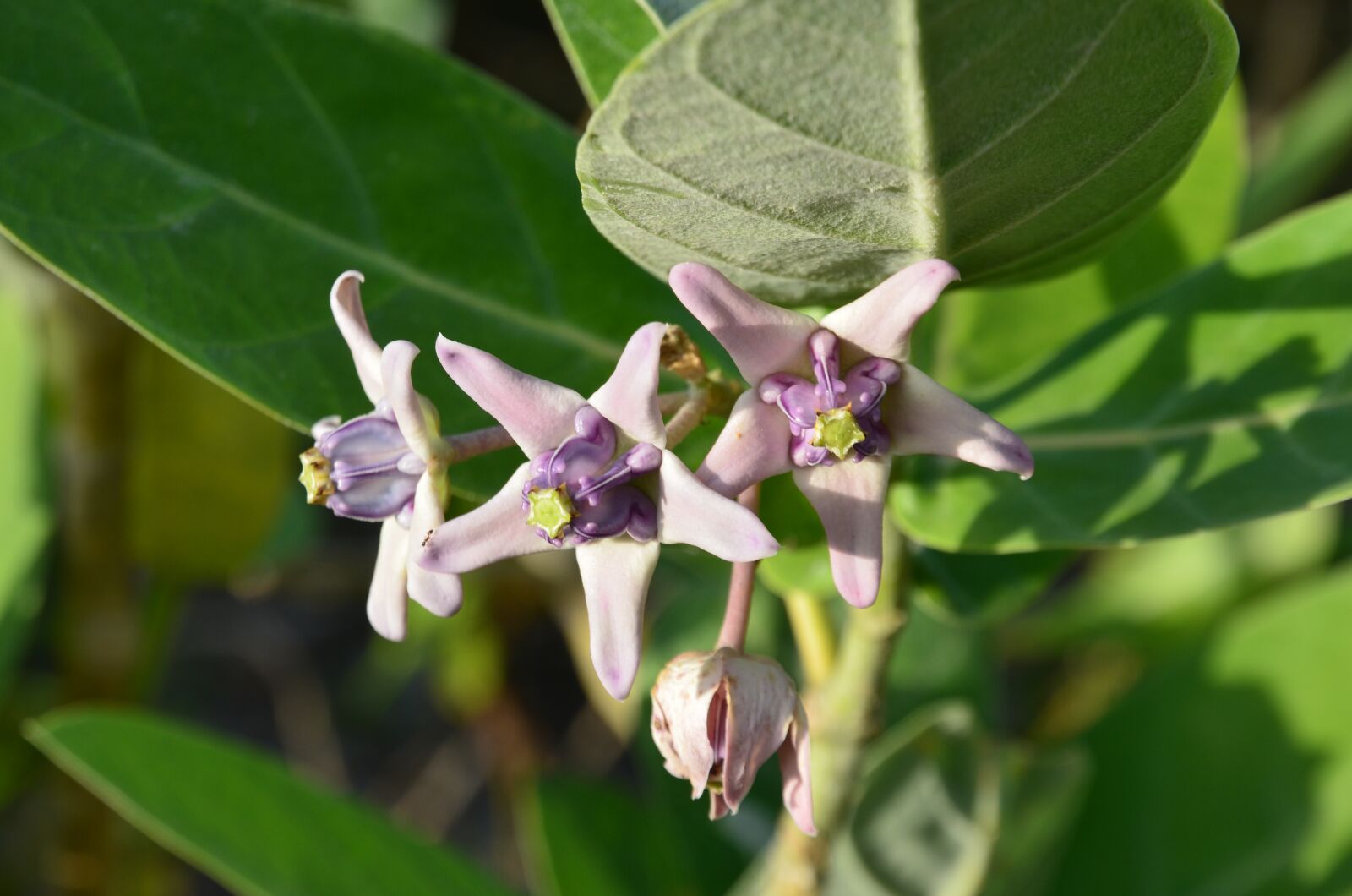 Nikon D7000 sample photo. Flower, blossom, bloom photography