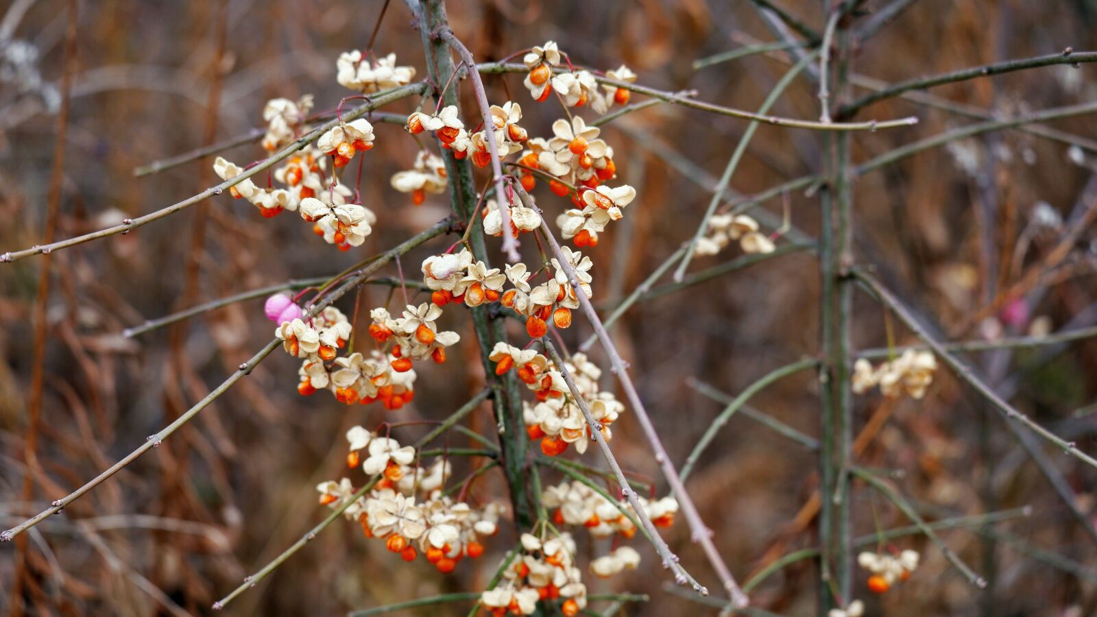 Fujifilm X-A5 sample photo. Nature, bush, closeup photography