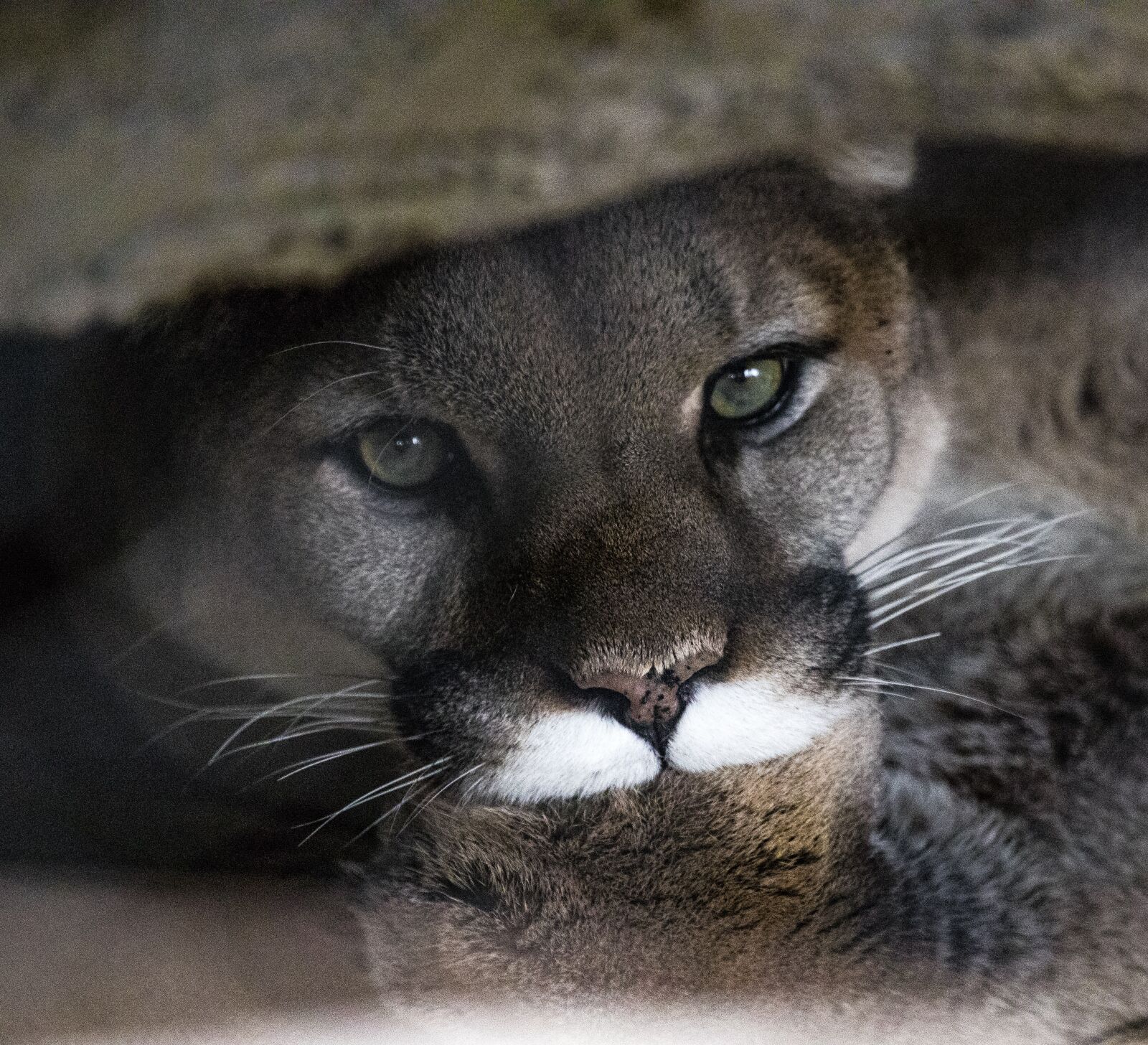 Canon EF 100-400mm F4.5-5.6L IS USM sample photo. Mountain lion, cat, cougar photography