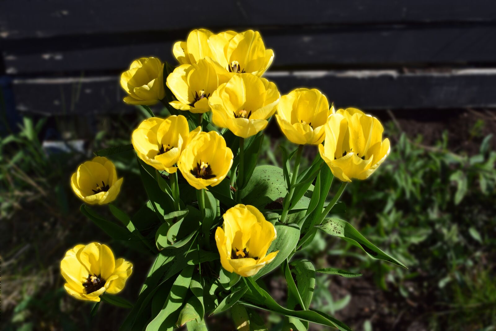 Nikon D5300 sample photo. Flowers, tulips, yellow tulips photography