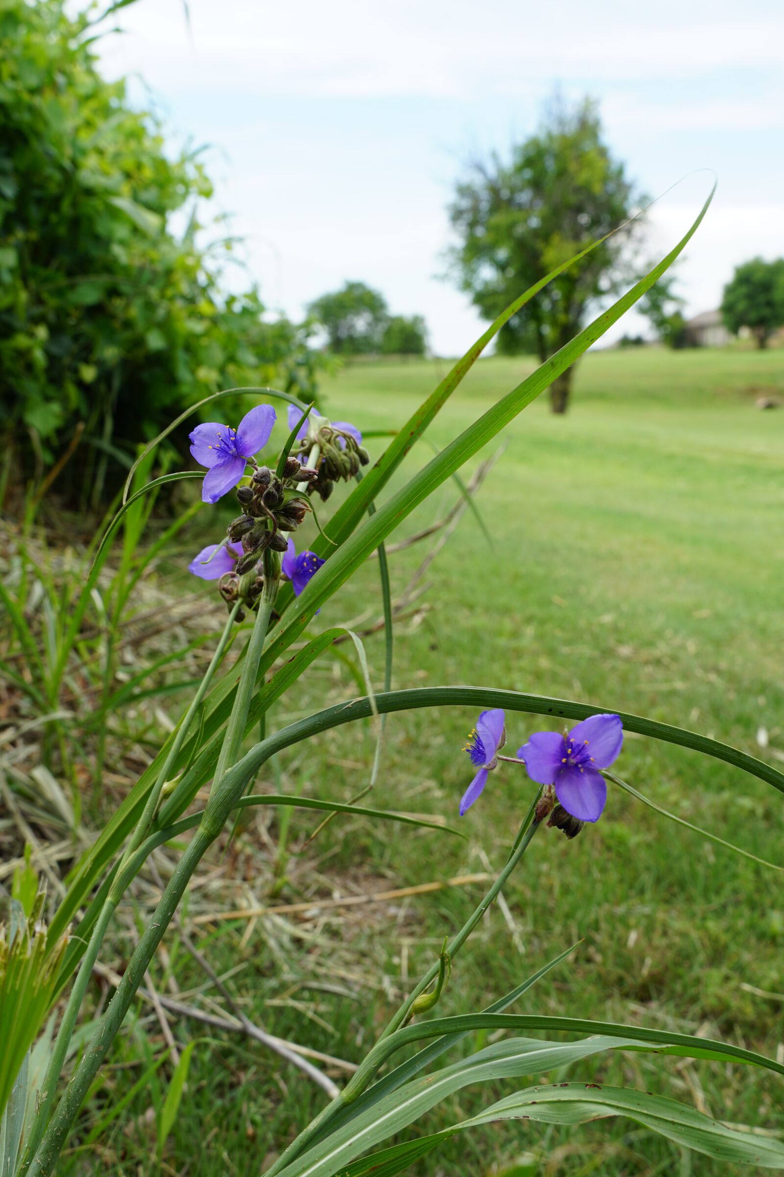 Sony a6500 sample photo. Spiderwort, purple, purple flowers photography