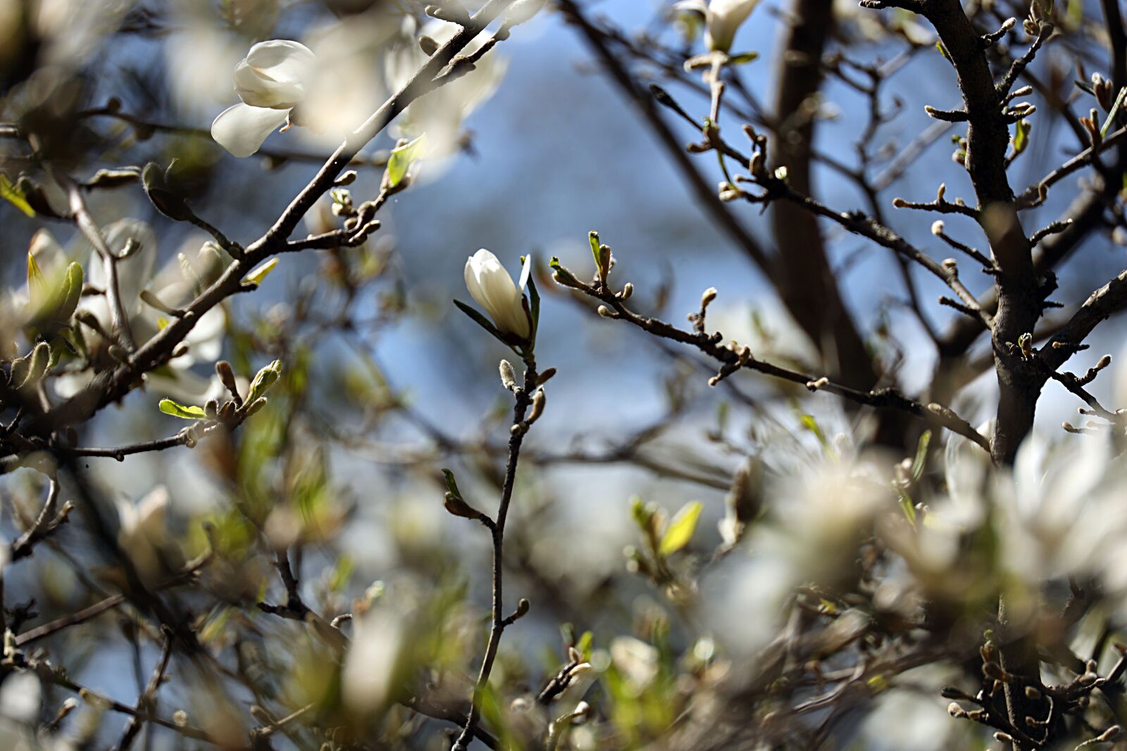 Canon EOS R sample photo. Magnolia, branch, white photography