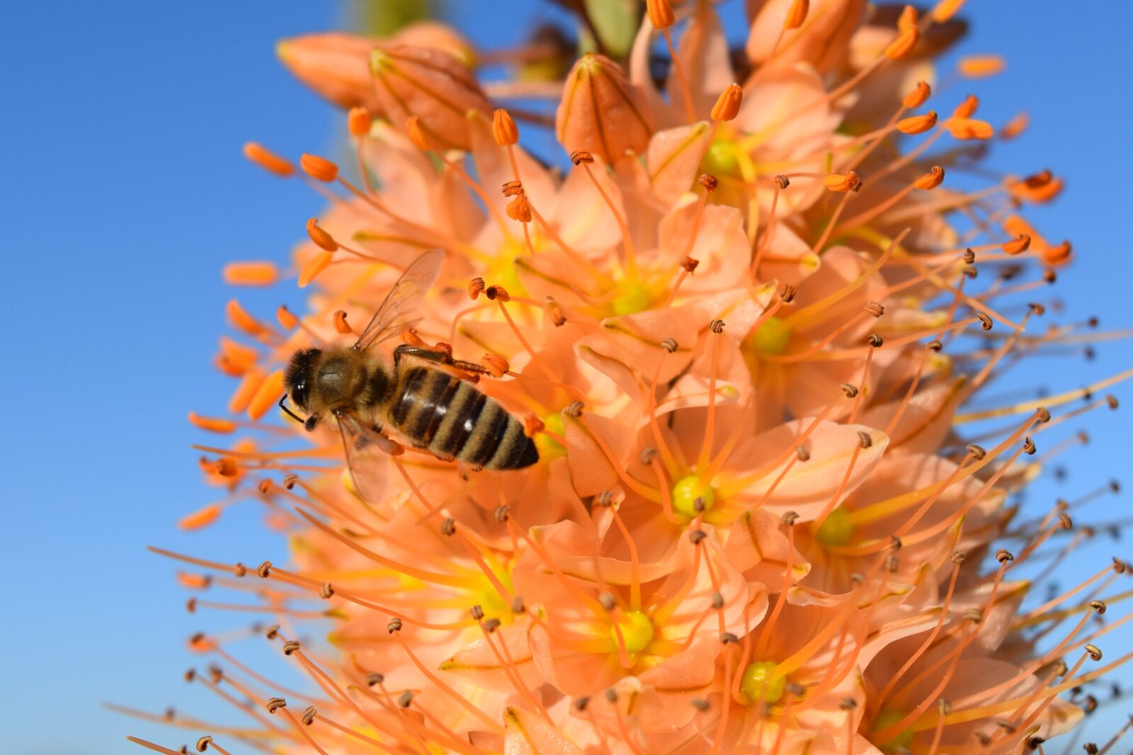 Nikon D3300 sample photo. Eremurus, steppe candle, desert photography