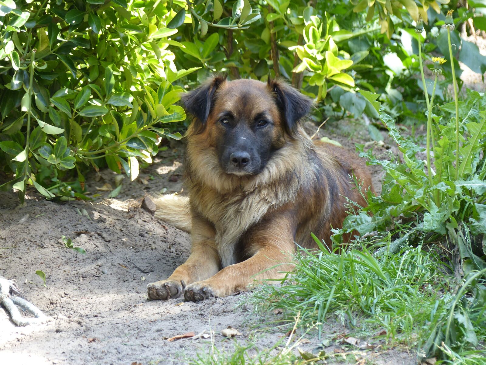 Panasonic Lumix DMC-FZ200 sample photo. Dog, dogs, outdoor photography