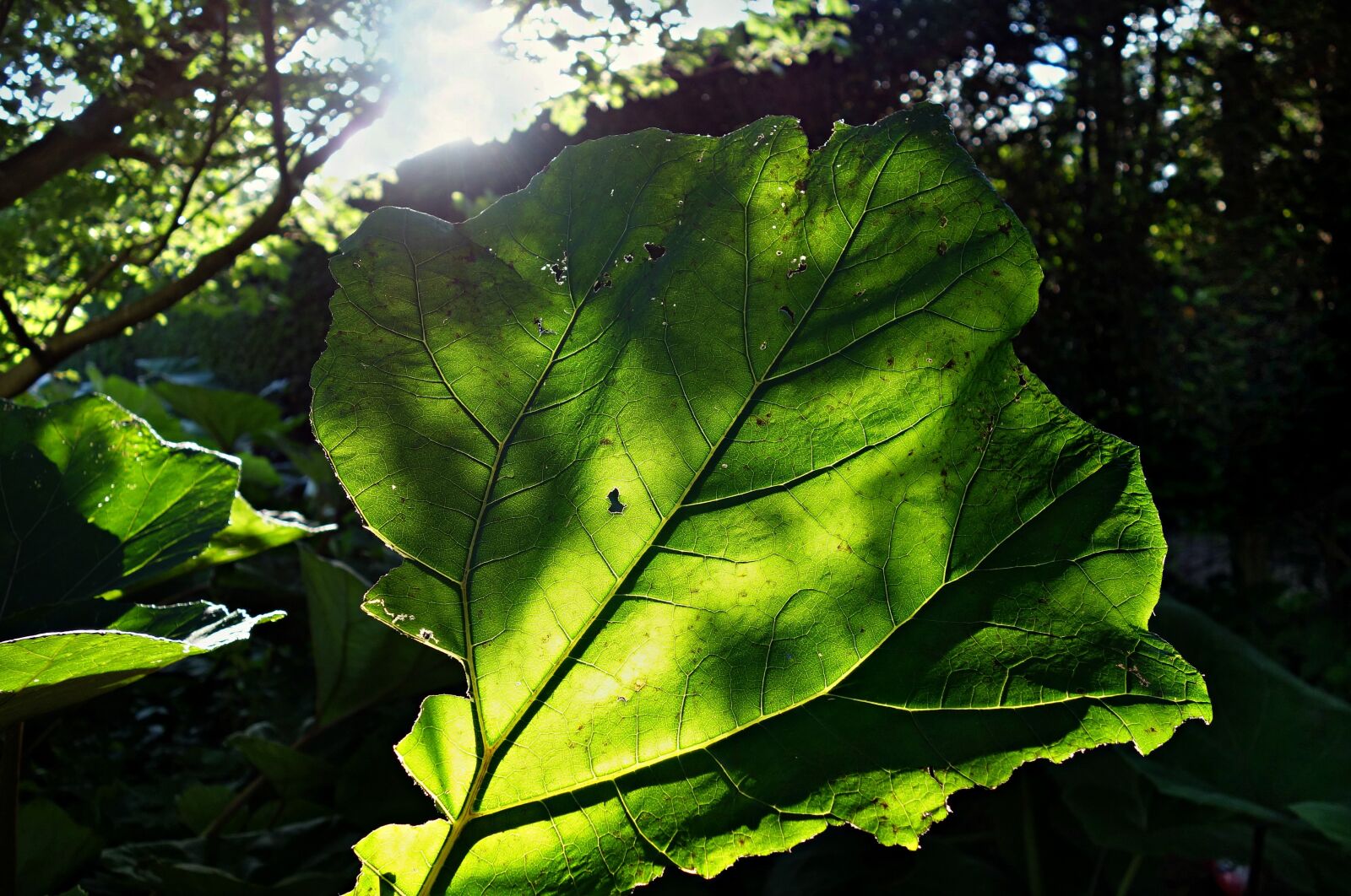 Sony Cyber-shot DSC-RX100 sample photo. Butterbur, petasitus hybridus, asteraceae photography