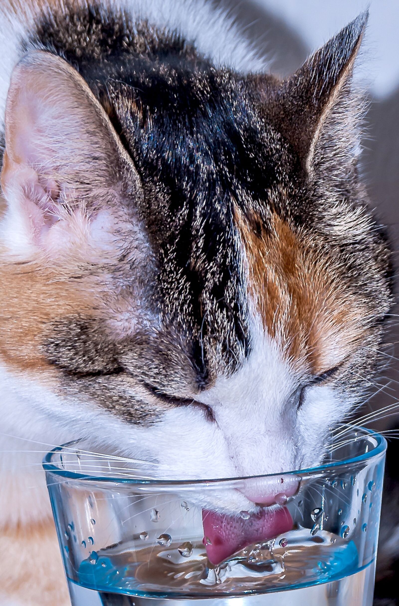 Nikon D60 sample photo. Cat, lucky cat, glass photography