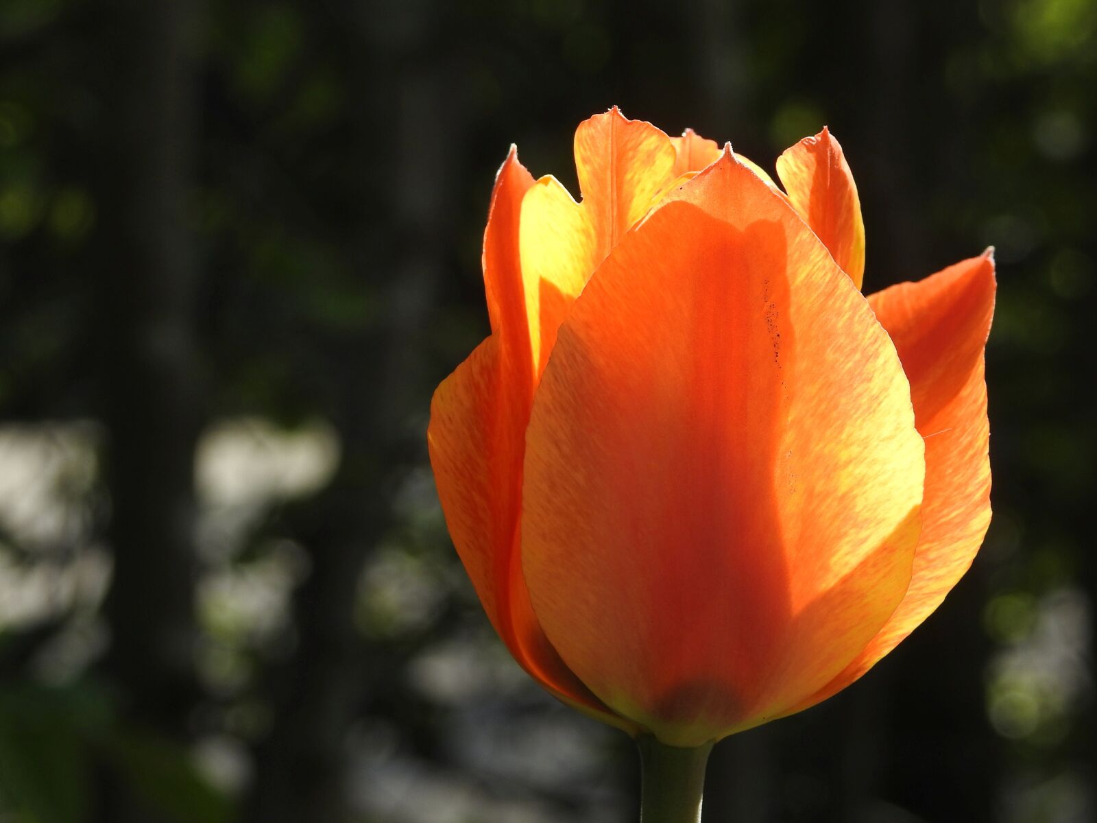 Nikon Coolpix P900 sample photo. Tulip, flower, nature photography