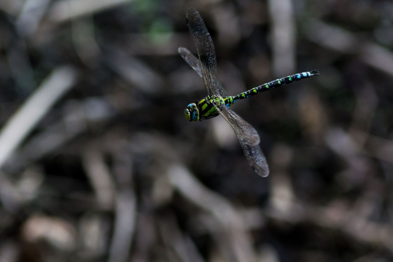 Canon EOS 60D + Tokina AT-X Pro 100mm F2.8 Macro sample photo. Dragonfly, flying, flight insect photography