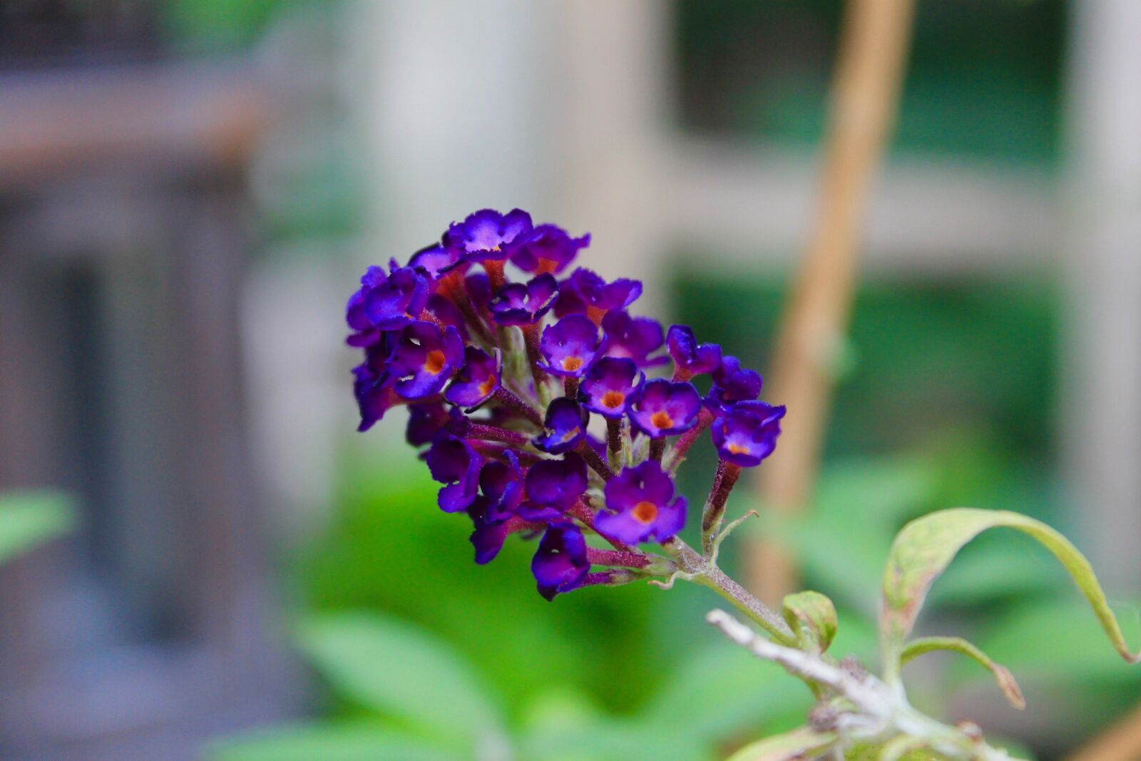 Canon EOS 1100D (EOS Rebel T3 / EOS Kiss X50) sample photo. Flower, violet, plants photography