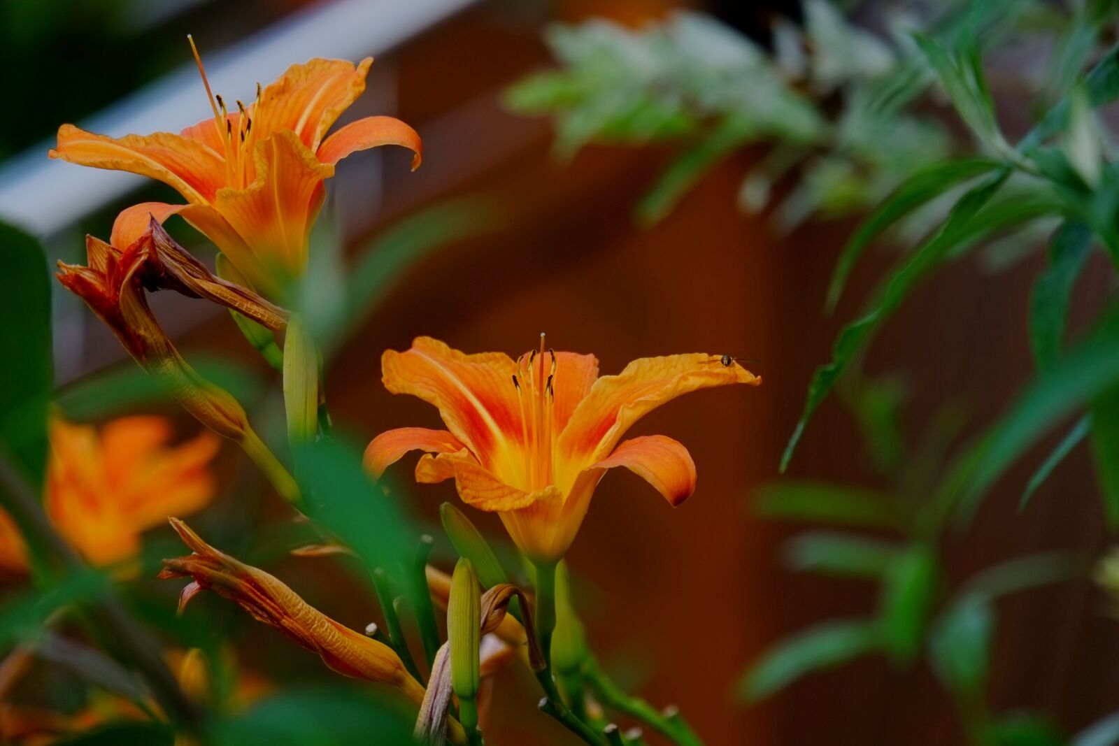 Fujifilm X-E1 sample photo. Flower, flowers, orange photography