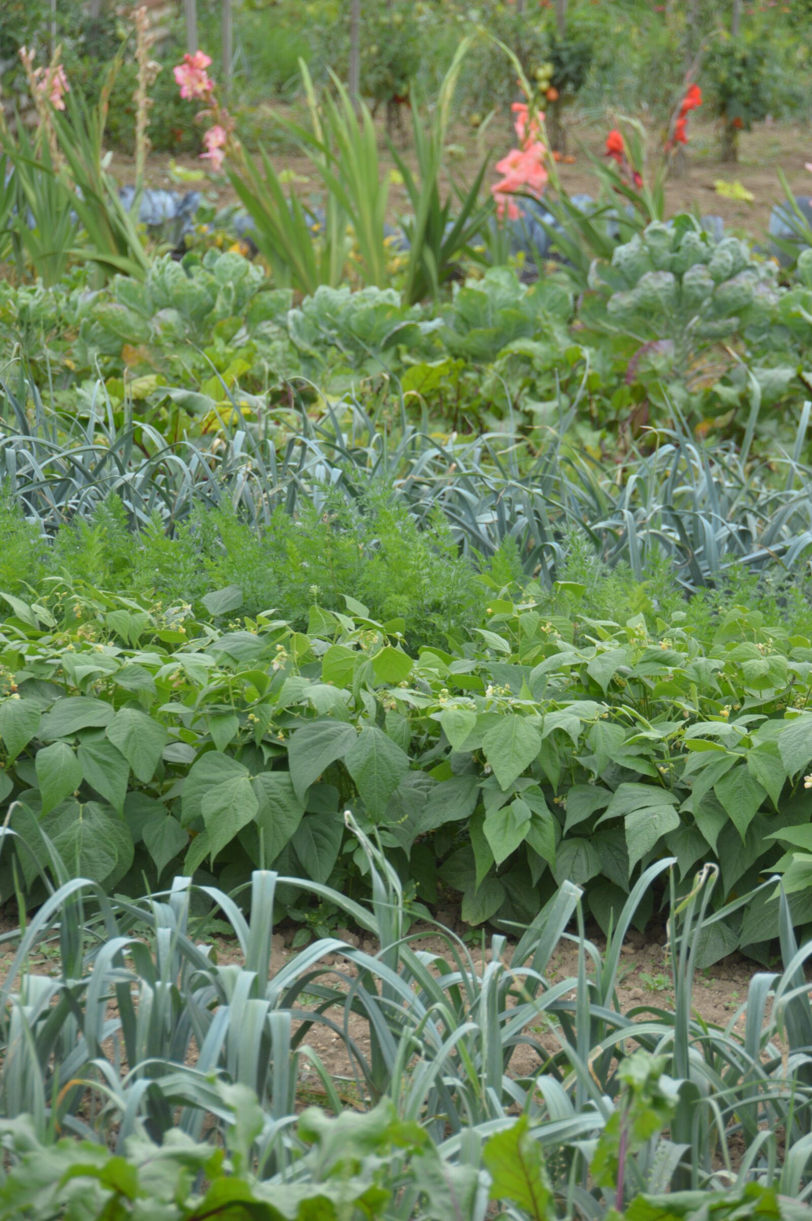 Nikon D3200 sample photo. Vegetable garden, vegetables, garden photography
