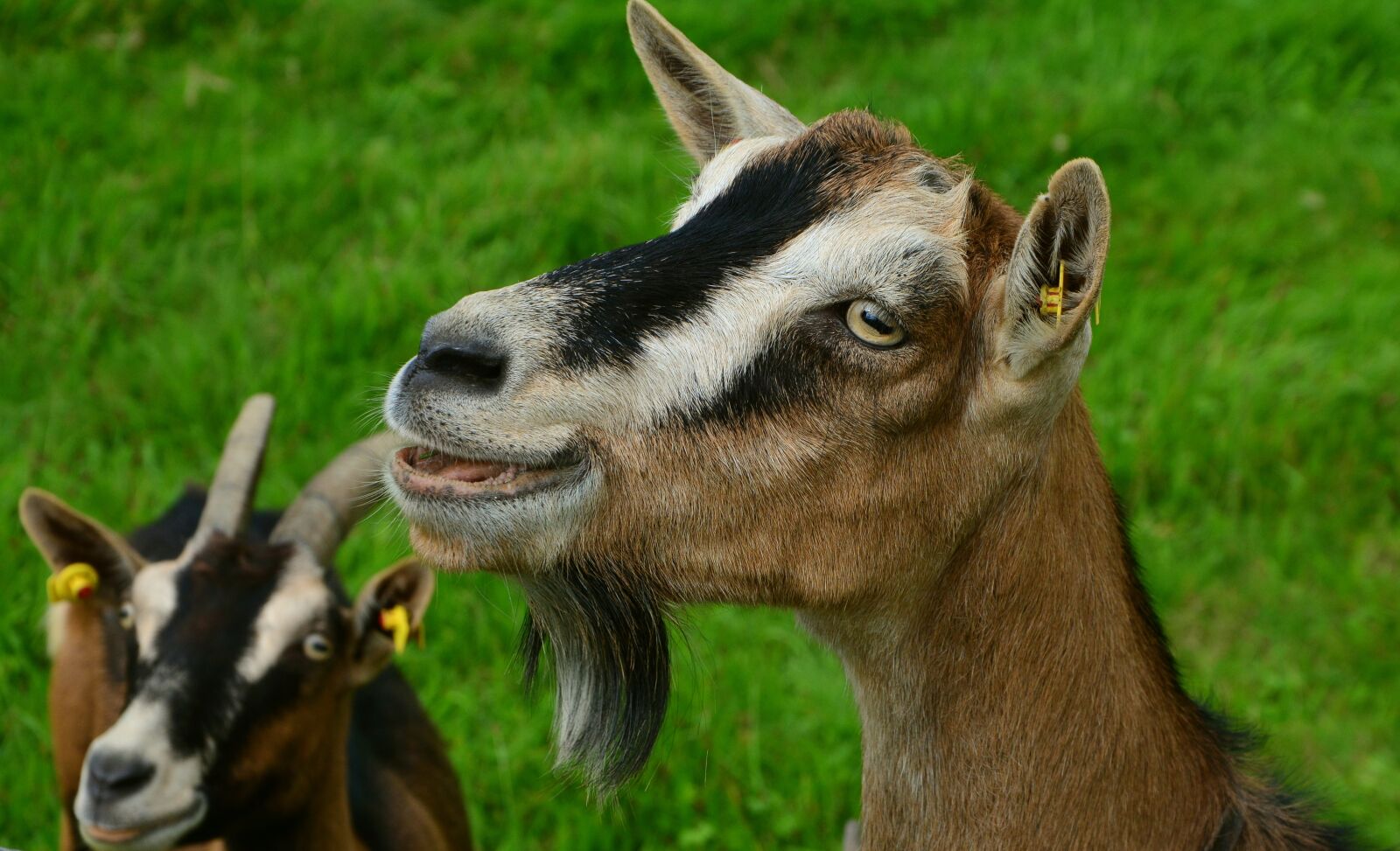 Nikon D5200 sample photo. Goat, domestic goat, farm photography
