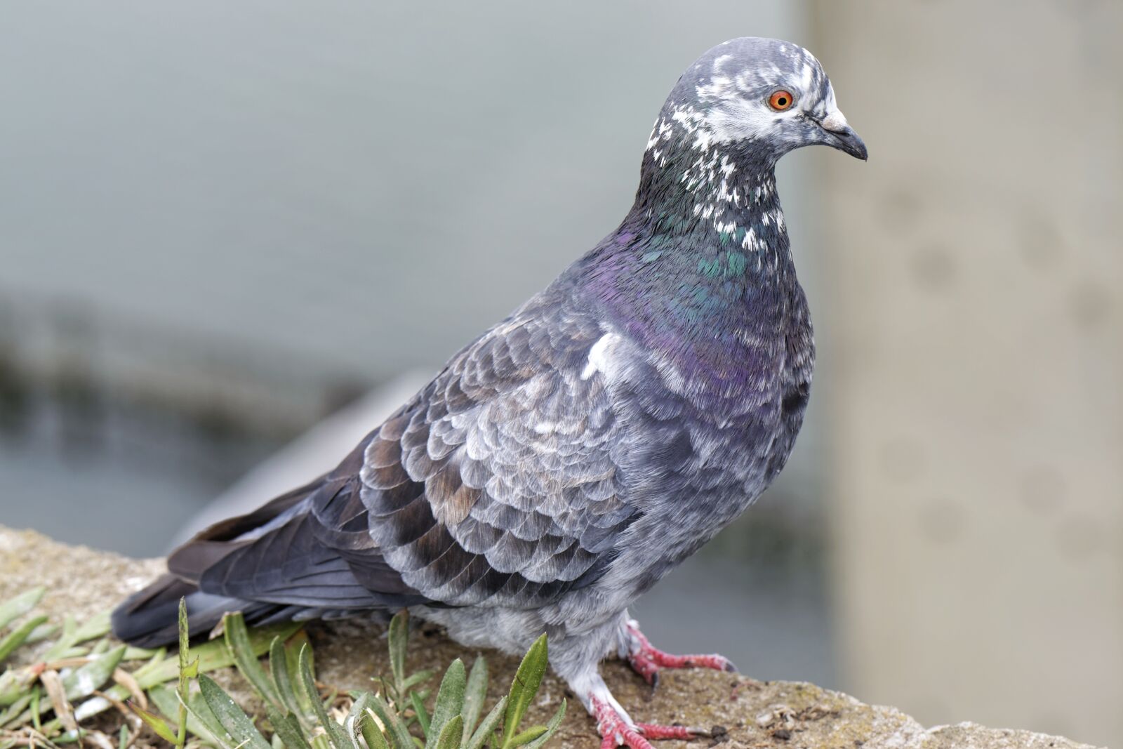 Nikon D5300 sample photo. Pigeon, bird, plumage photography