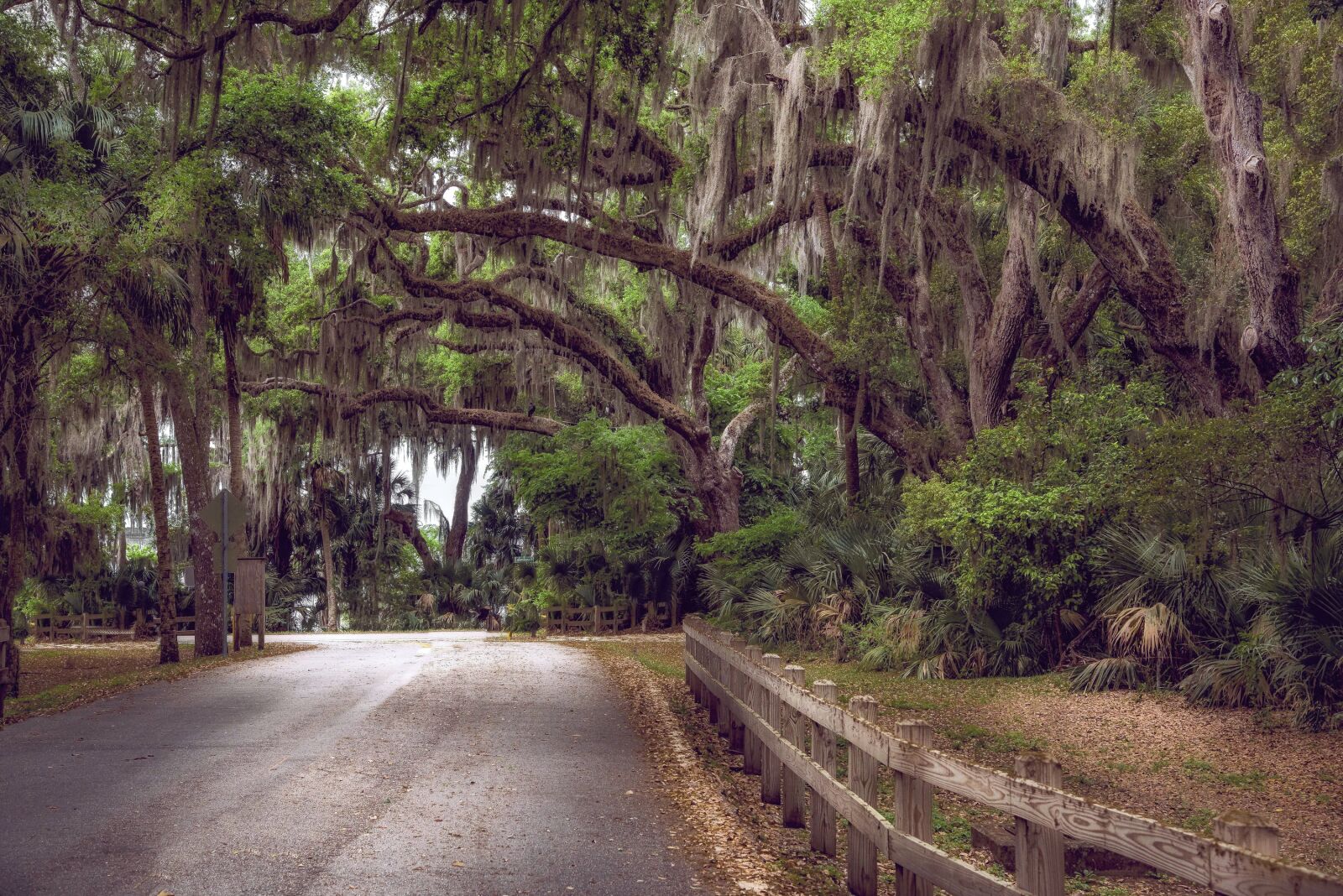 Nikon D750 sample photo. Moss, trees, canopy photography