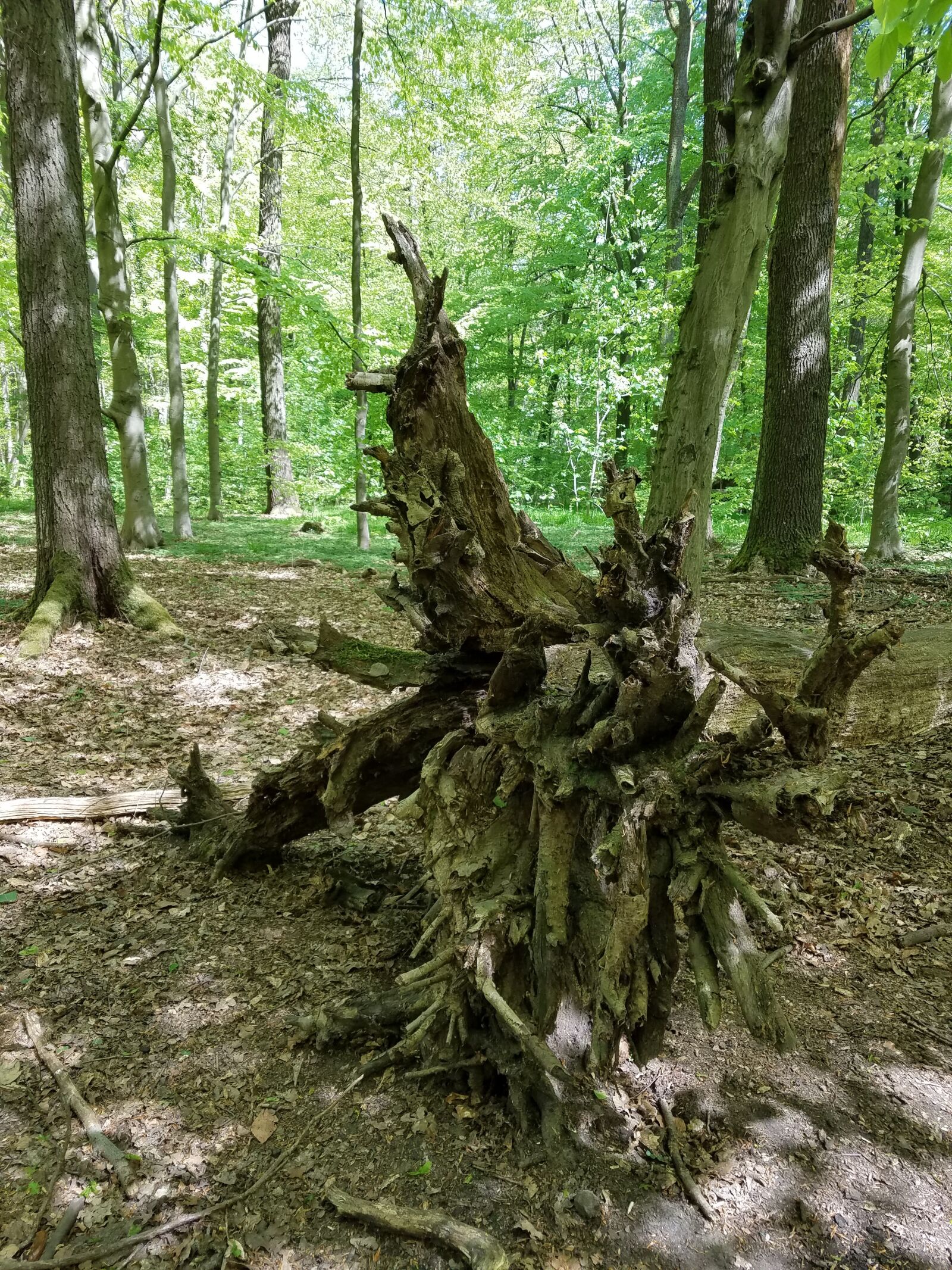 Samsung Galaxy S7 sample photo. Forest, spring, tree trees photography