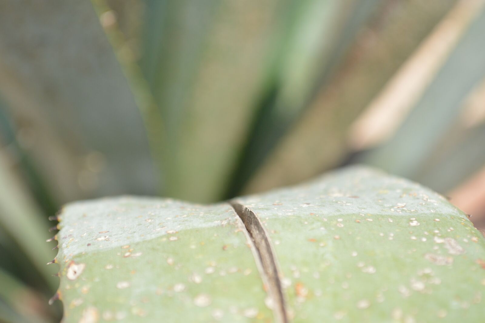 Nikon D3200 sample photo. Nature, mexico, cactus photography