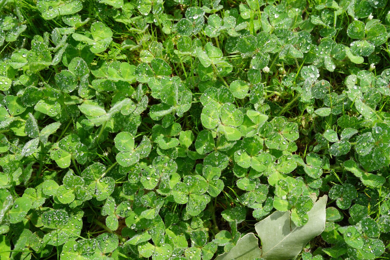 Sony Cyber-shot DSC-RX1R sample photo. Morning dew, weed, grassland photography