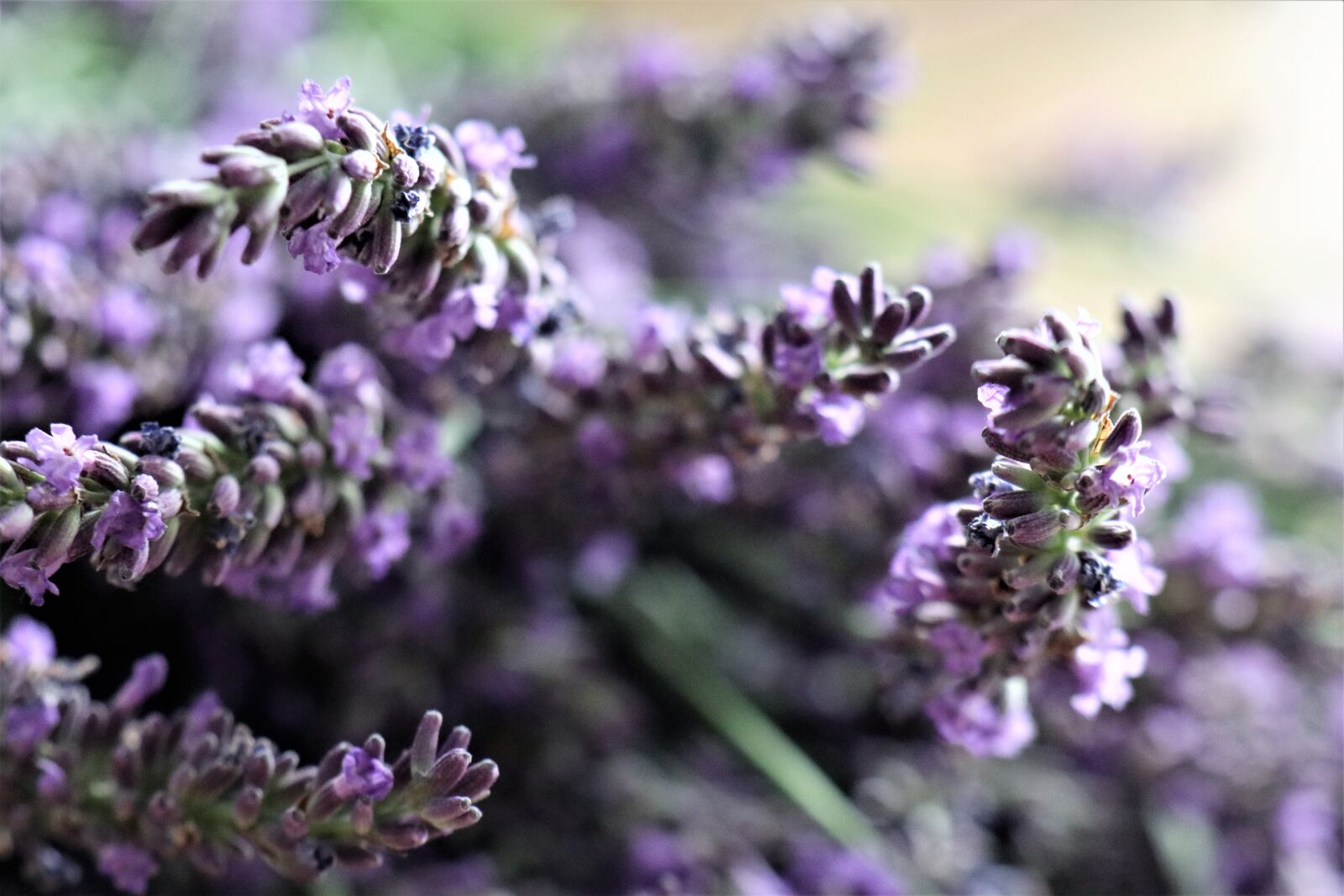 Canon EOS M6 sample photo. Lavender, flowers, herbs photography