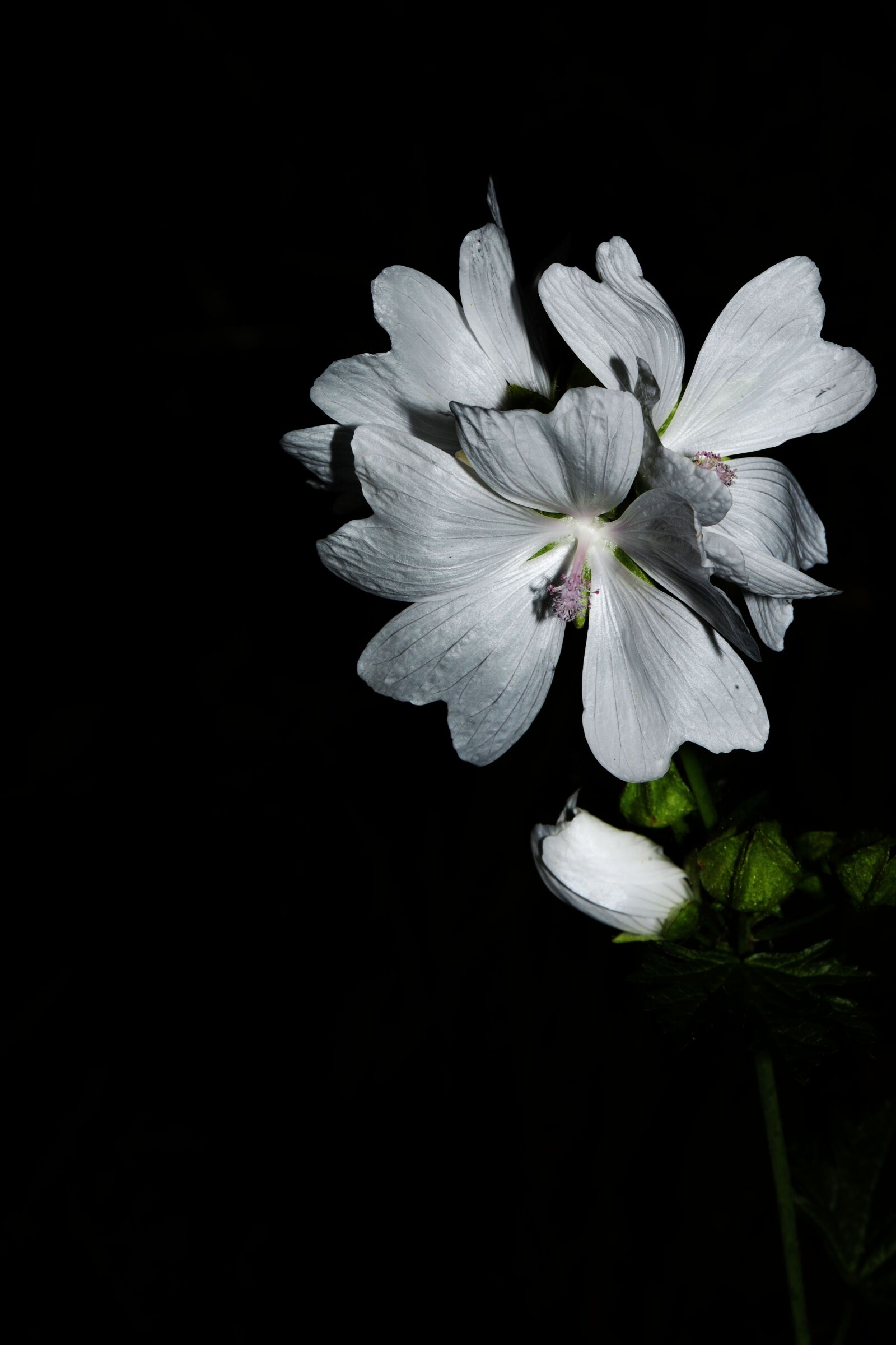 Canon EF 100mm F2.8L Macro IS USM sample photo. Flower, white, nature photography