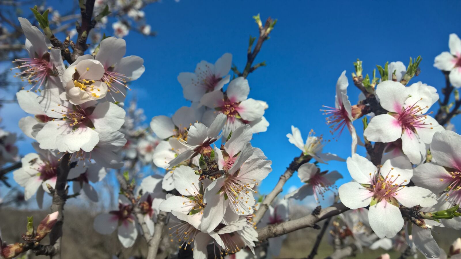 Nokia Lumia 1520 sample photo. Spring, almond, sky photography