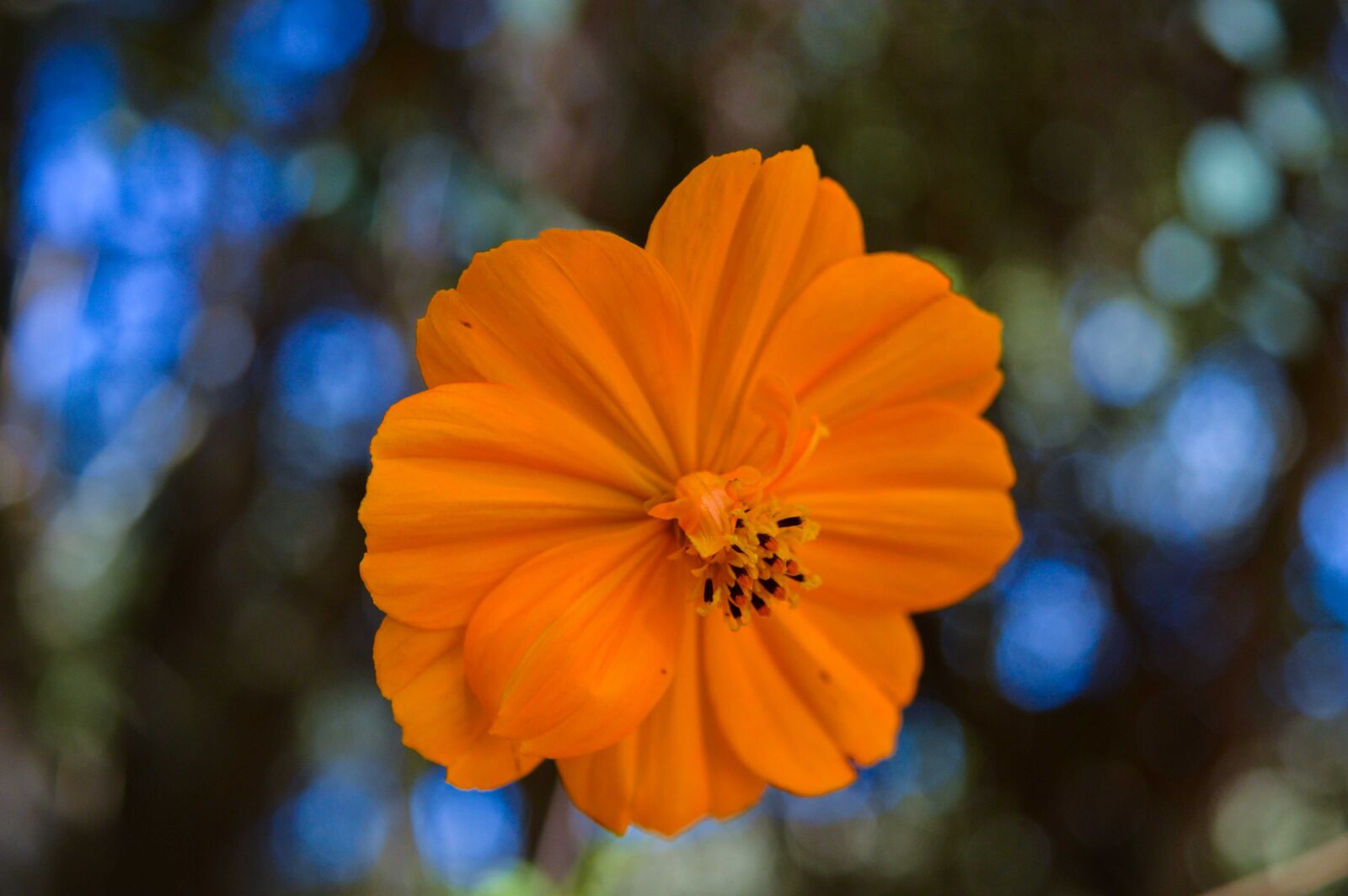 Nikon D3200 sample photo. Flower, yellow, nature photography