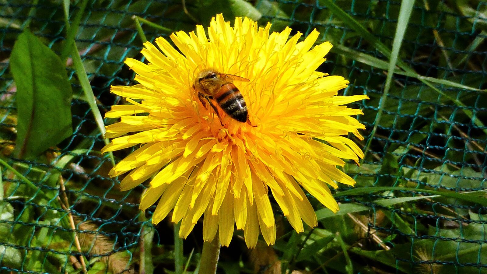 Panasonic Lumix DMC-ZS25 (Lumix DMC-TZ35) sample photo. Nature, bee, plant photography