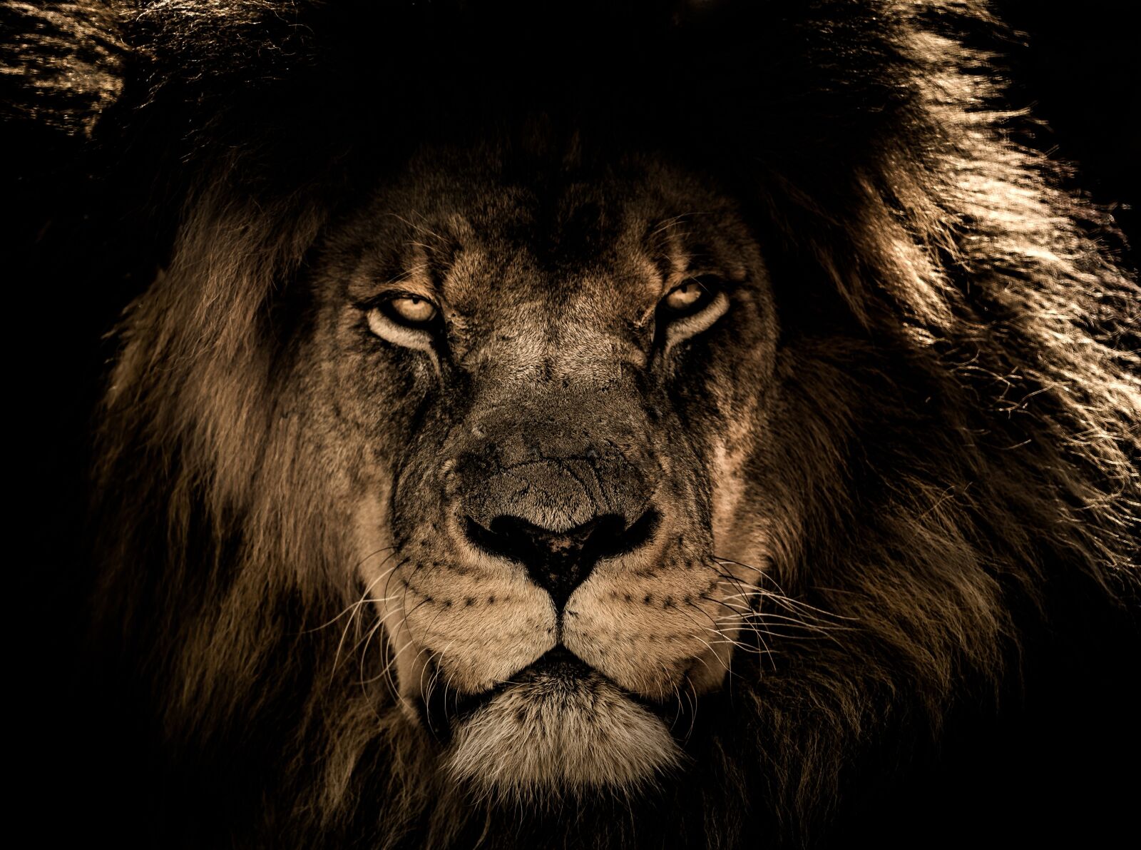 Nikon D750 sample photo. African lion, wildcat, mane photography
