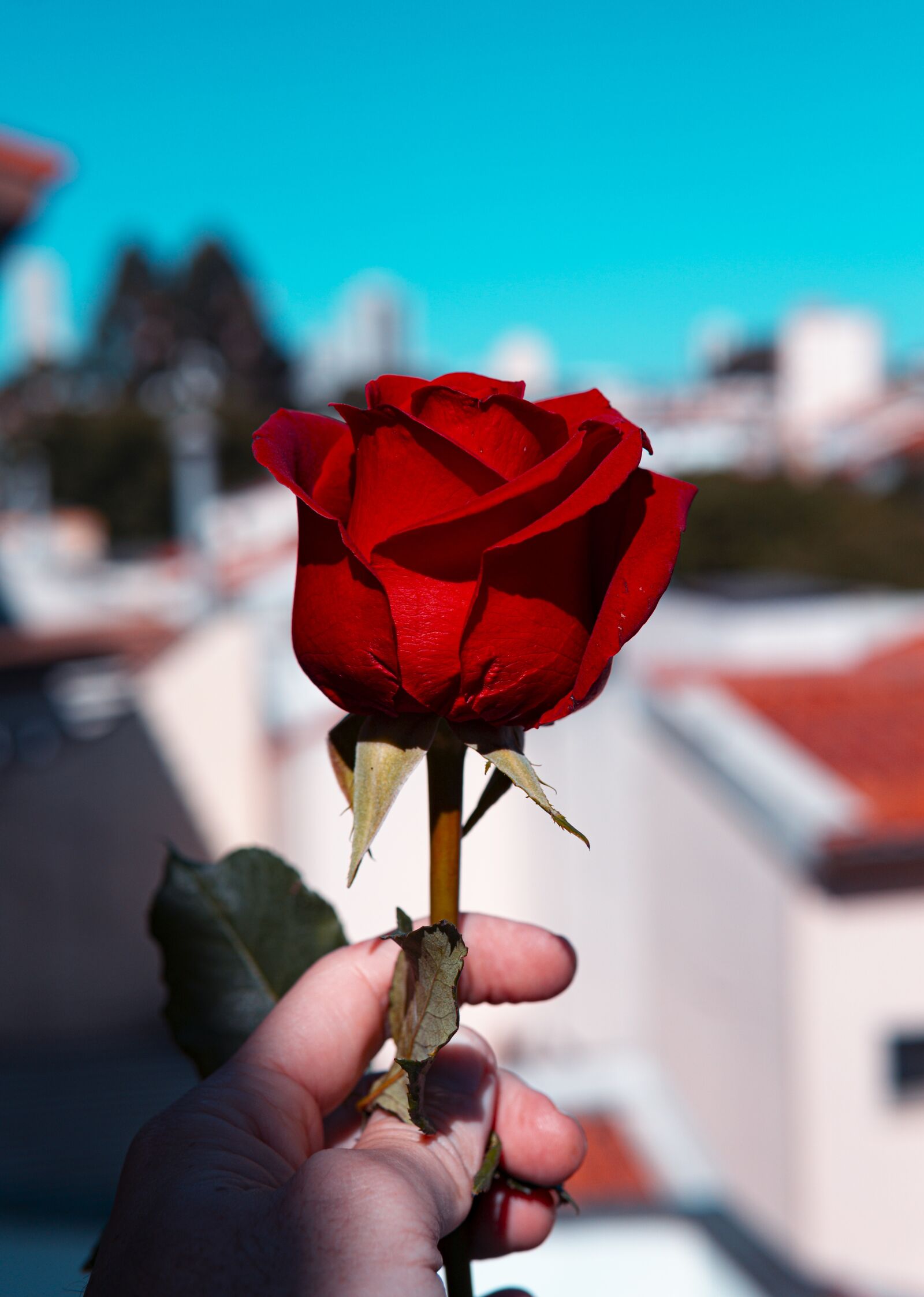 30mm F1.4 DC DN | Contemporary 016 sample photo. Rose, city, urban photography
