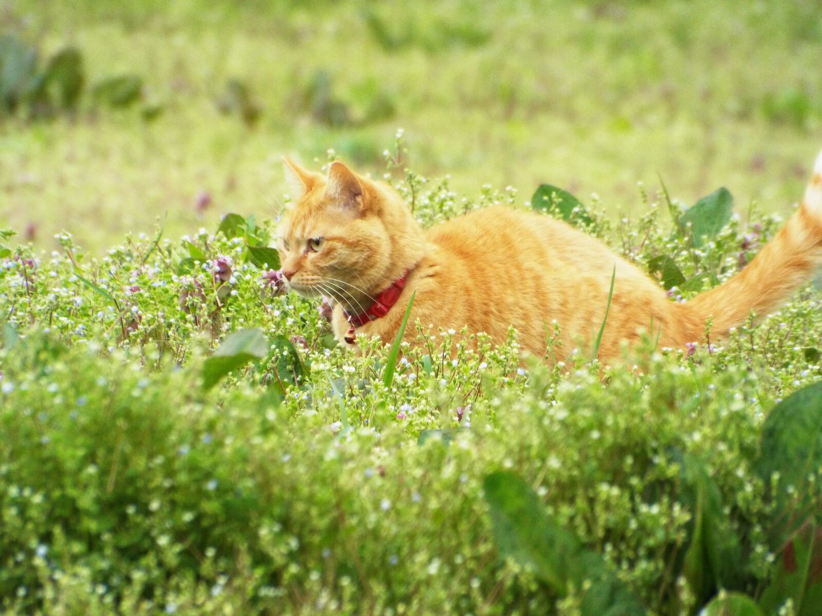 Fujifilm FinePix S8200 sample photo. Cat, natural, animal photography