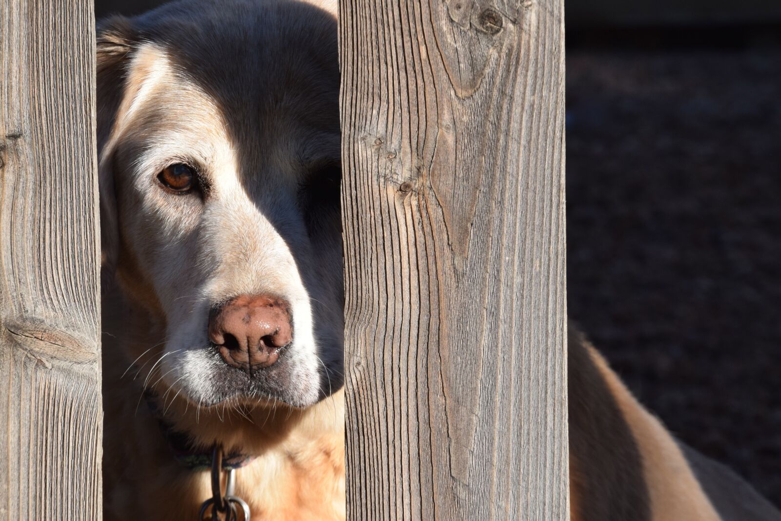 Nikon D5300 sample photo. Lab, labrador retriever, yellow photography