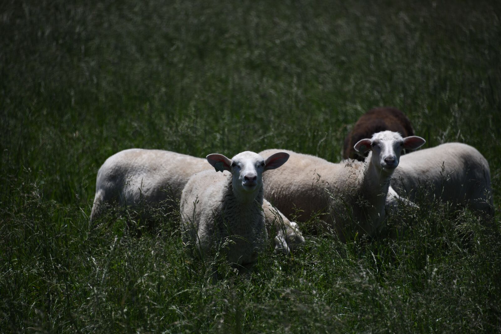 Nikon D850 sample photo. Sheep, farm, animal photography