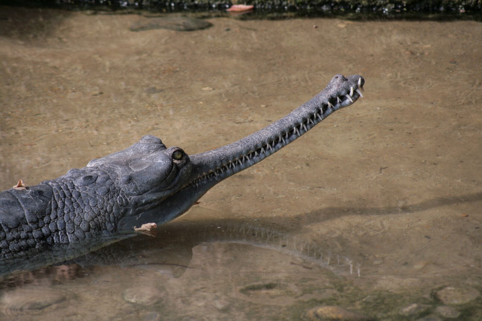 Canon EOS 400D (EOS Digital Rebel XTi / EOS Kiss Digital X) sample photo. Crocodile, ganges, reptile photography
