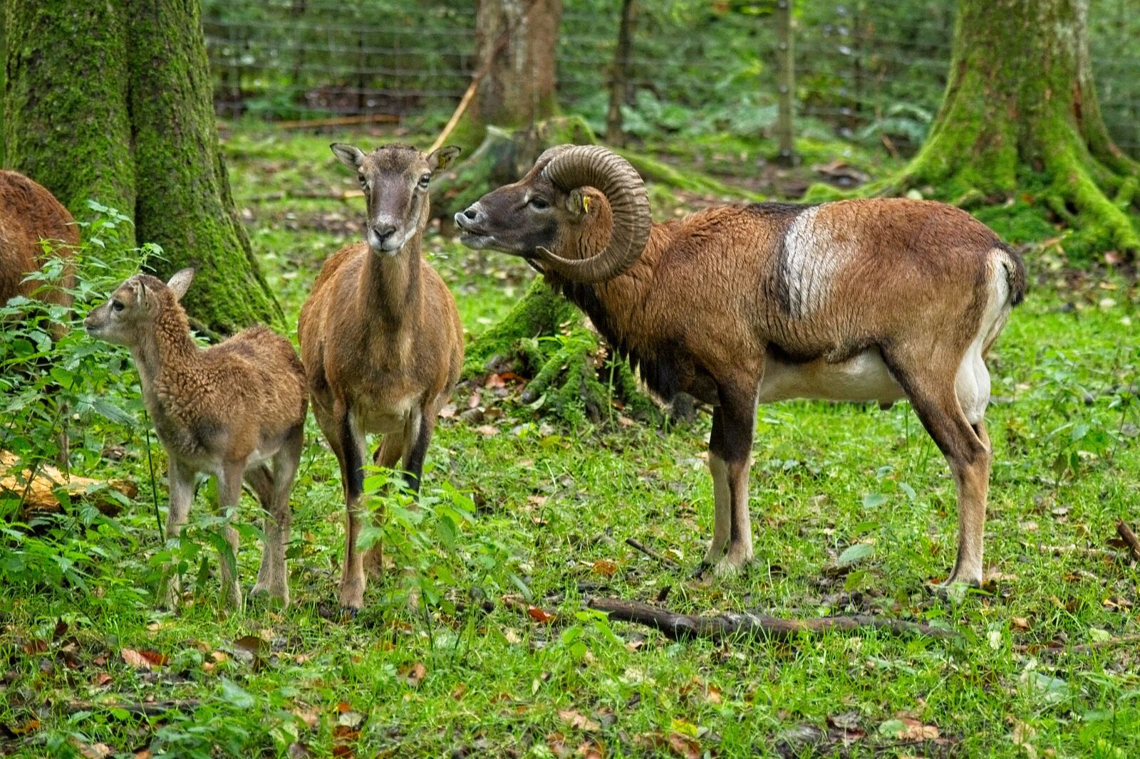 Nikon D7100 sample photo. Mouflon, wild sheep, nature photography