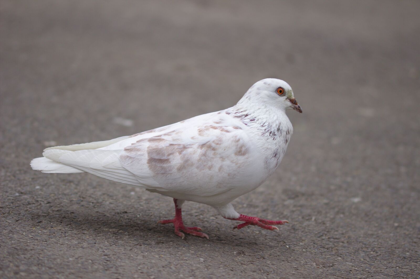 Canon EOS 600D (Rebel EOS T3i / EOS Kiss X5) sample photo. Pigeon, white, symbol photography