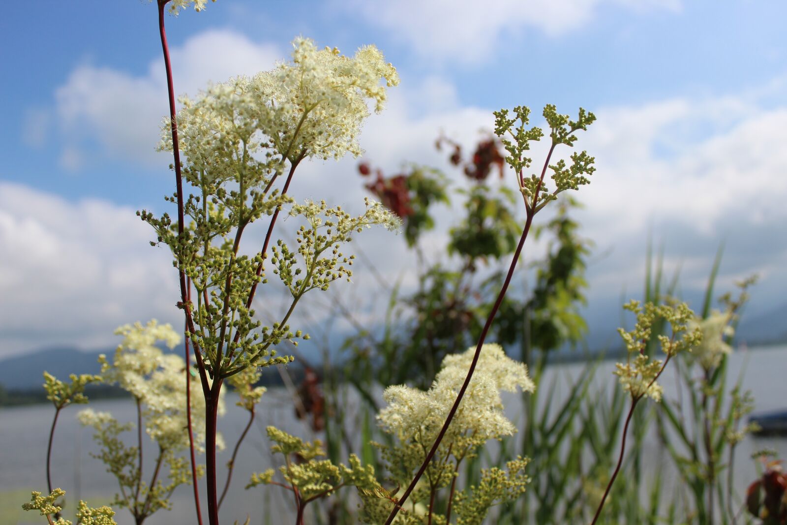 Canon EOS 1300D (EOS Rebel T6 / EOS Kiss X80) sample photo. Grasses, flowers, nature photography
