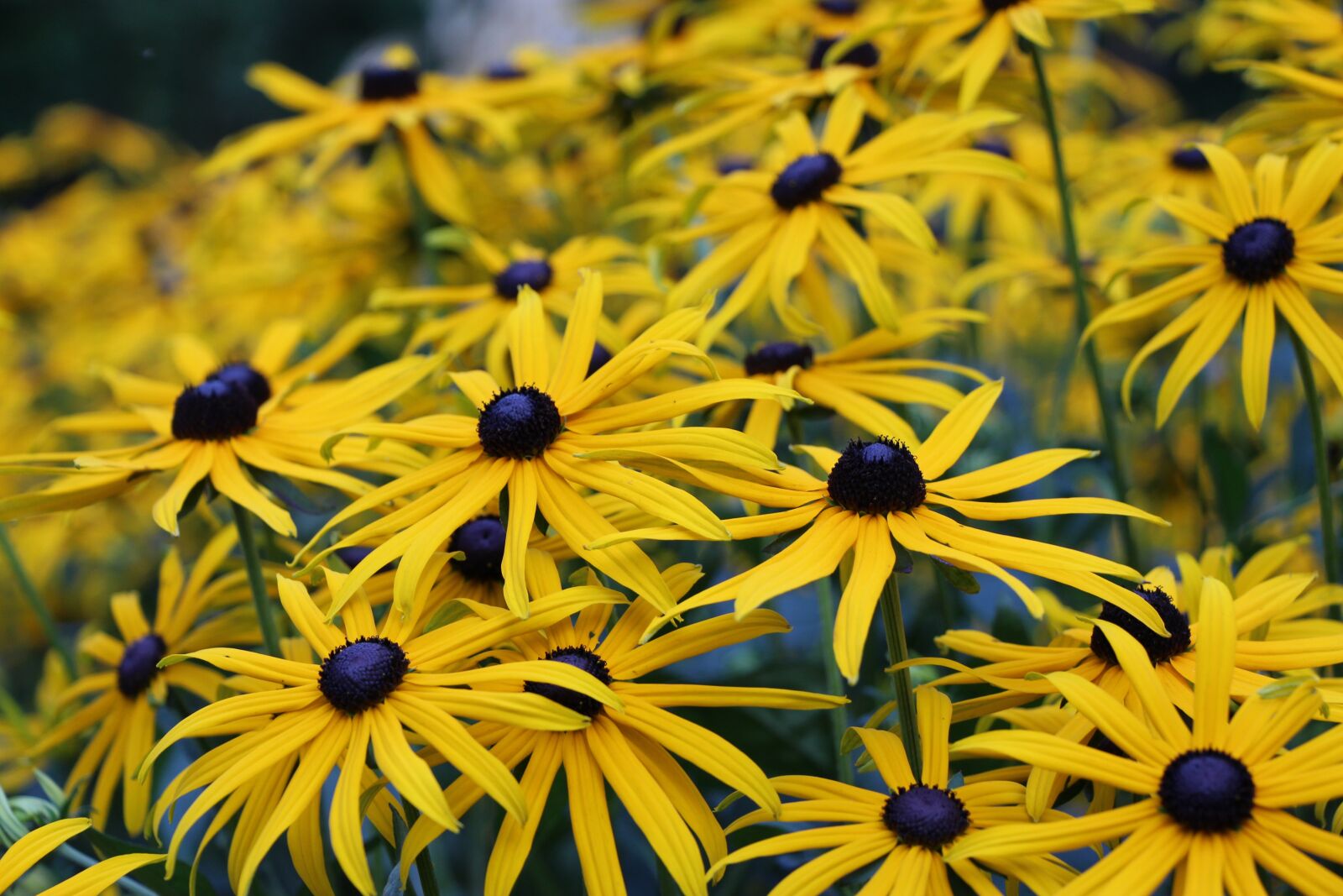 Canon EOS 650D (EOS Rebel T4i / EOS Kiss X6i) sample photo. Flowers, yellow, spring photography