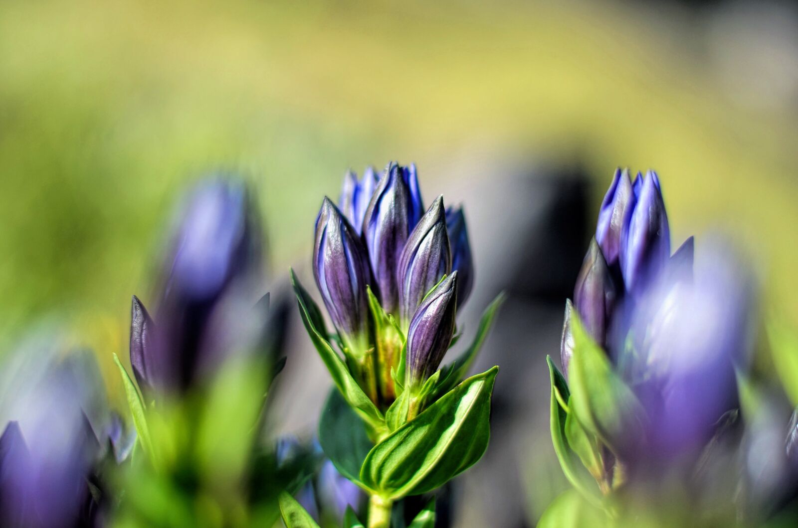 Nikon D5100 sample photo. Flower, chichewa live, vivid photography