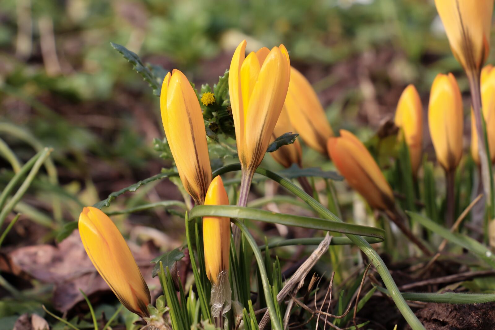Canon EOS 700D (EOS Rebel T5i / EOS Kiss X7i) sample photo. Nature, flower, plant photography