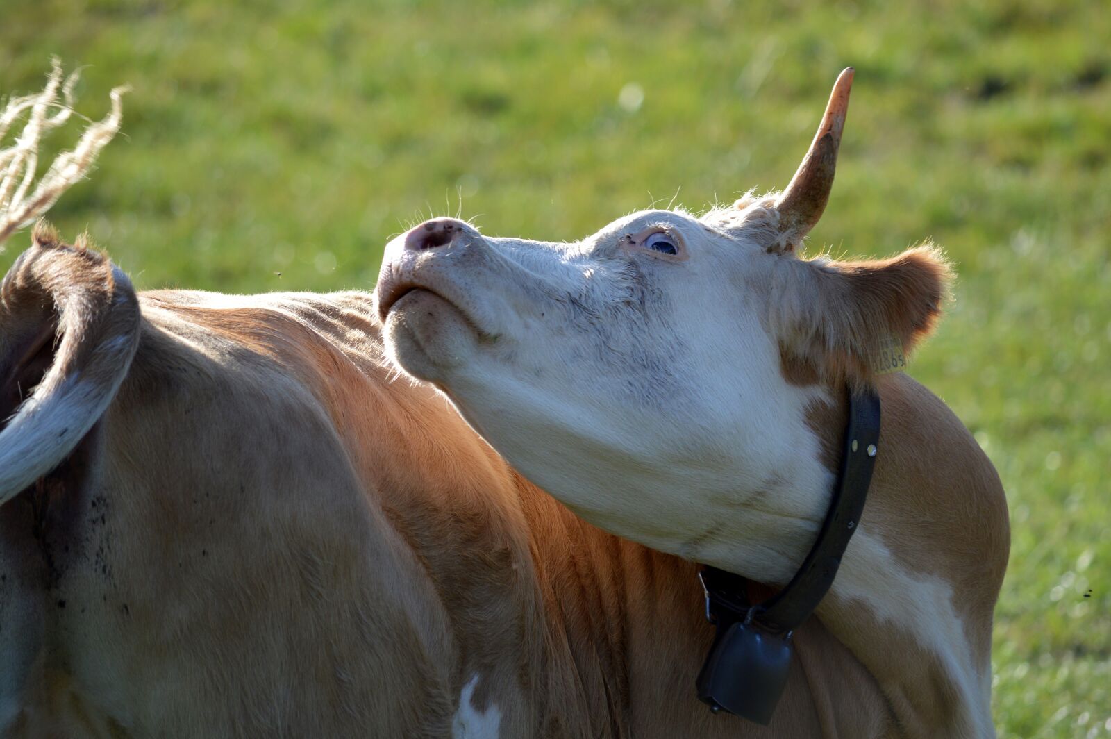 Nikon D3200 sample photo. Cow, mad cow disease photography