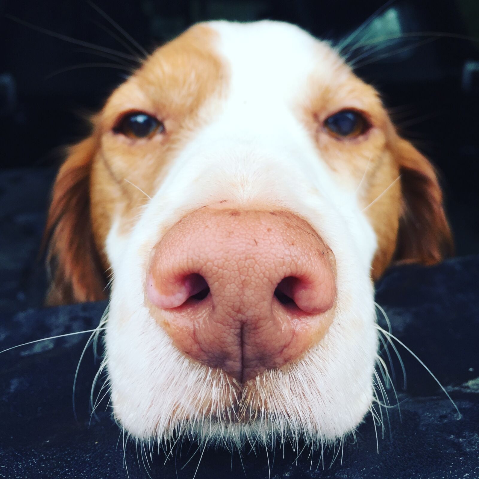 Apple iPhone 6 sample photo. Dog, brittany, purebred photography