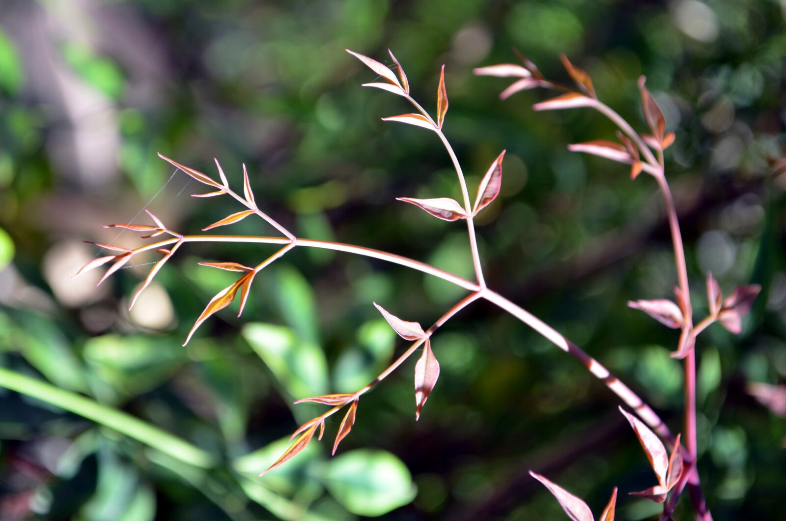Nikon D5100 sample photo. Plant, sprout, fractals photography