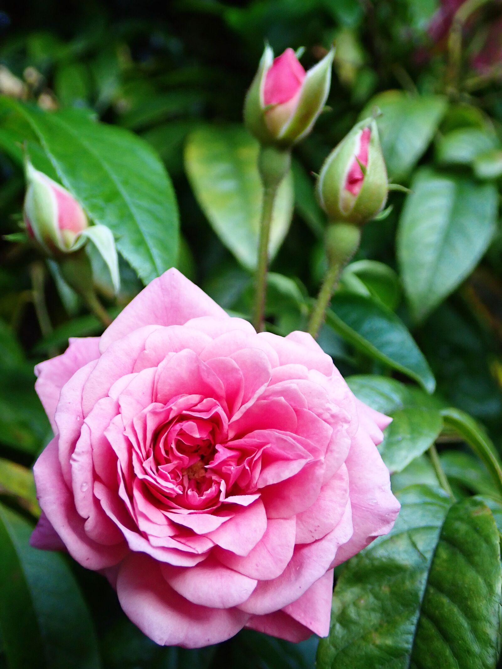 Olympus TG-5 sample photo. Flower, pink, rose photography