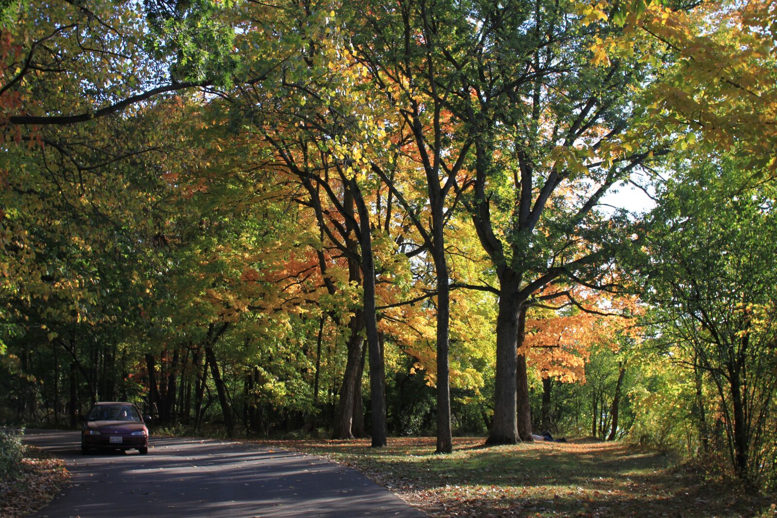 Canon EOS 500D (EOS Rebel T1i / EOS Kiss X3) sample photo. Wood, forest, landscape photography