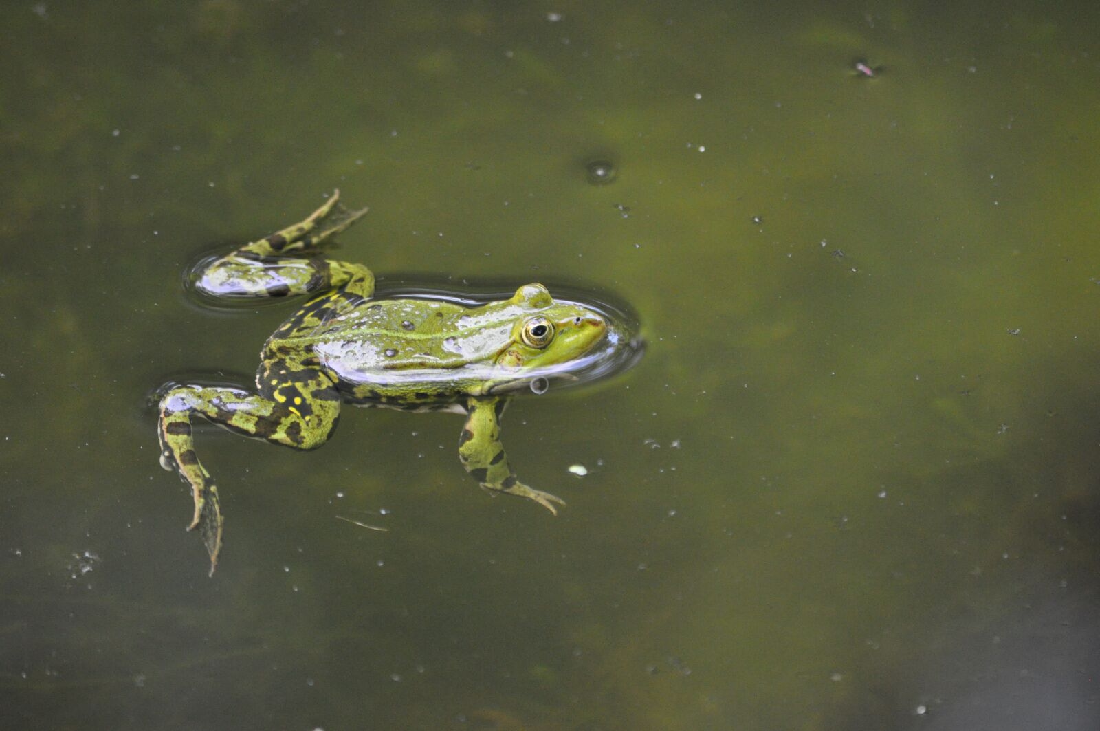 Nikon D5000 sample photo. Frog, rest, pond photography