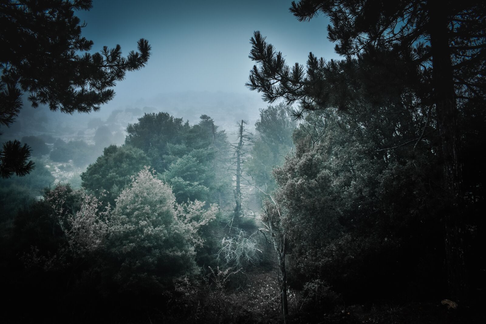 Nikon D3400 sample photo. Nature, nature lover, forest photography