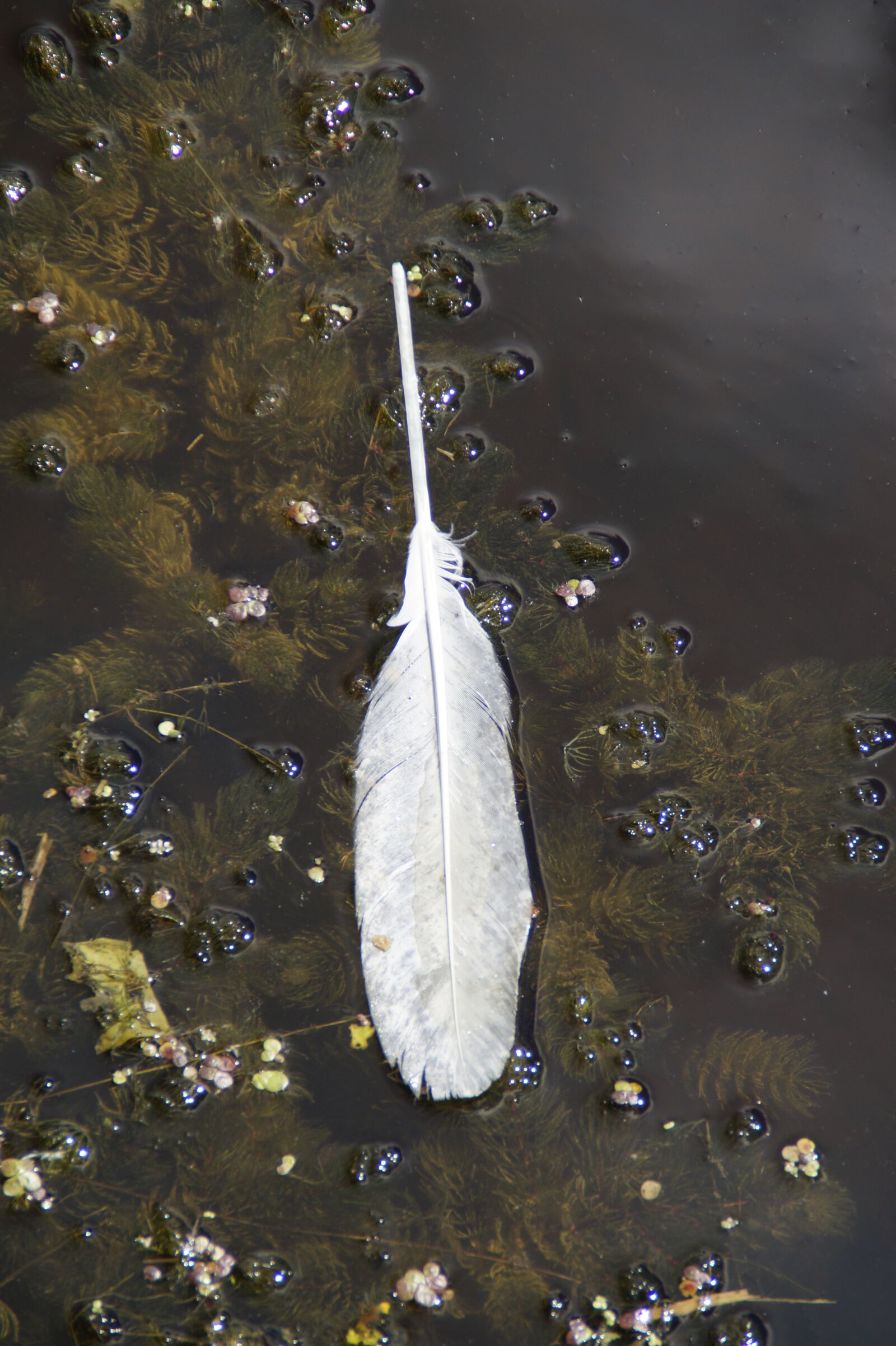 Sony SLT-A58 sample photo. Water, aquatic plants, feather photography