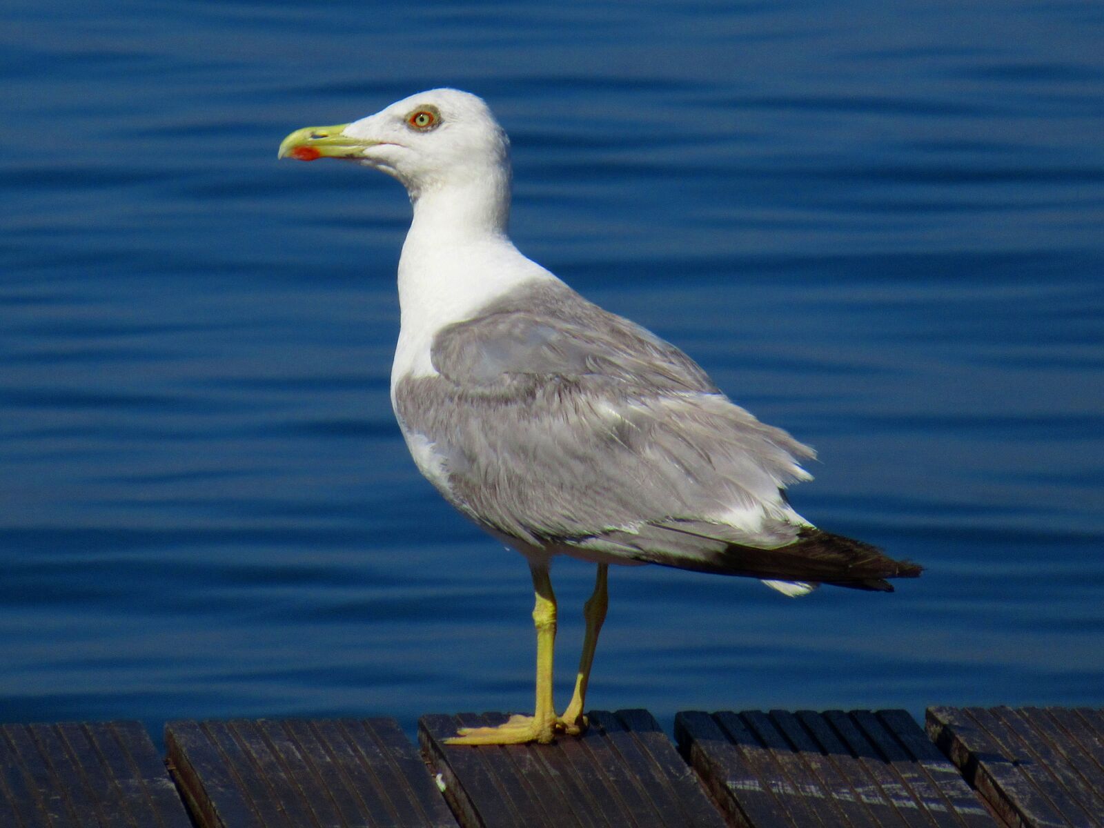 Canon PowerShot SX620 HS sample photo. Gull, bird, seagull photography
