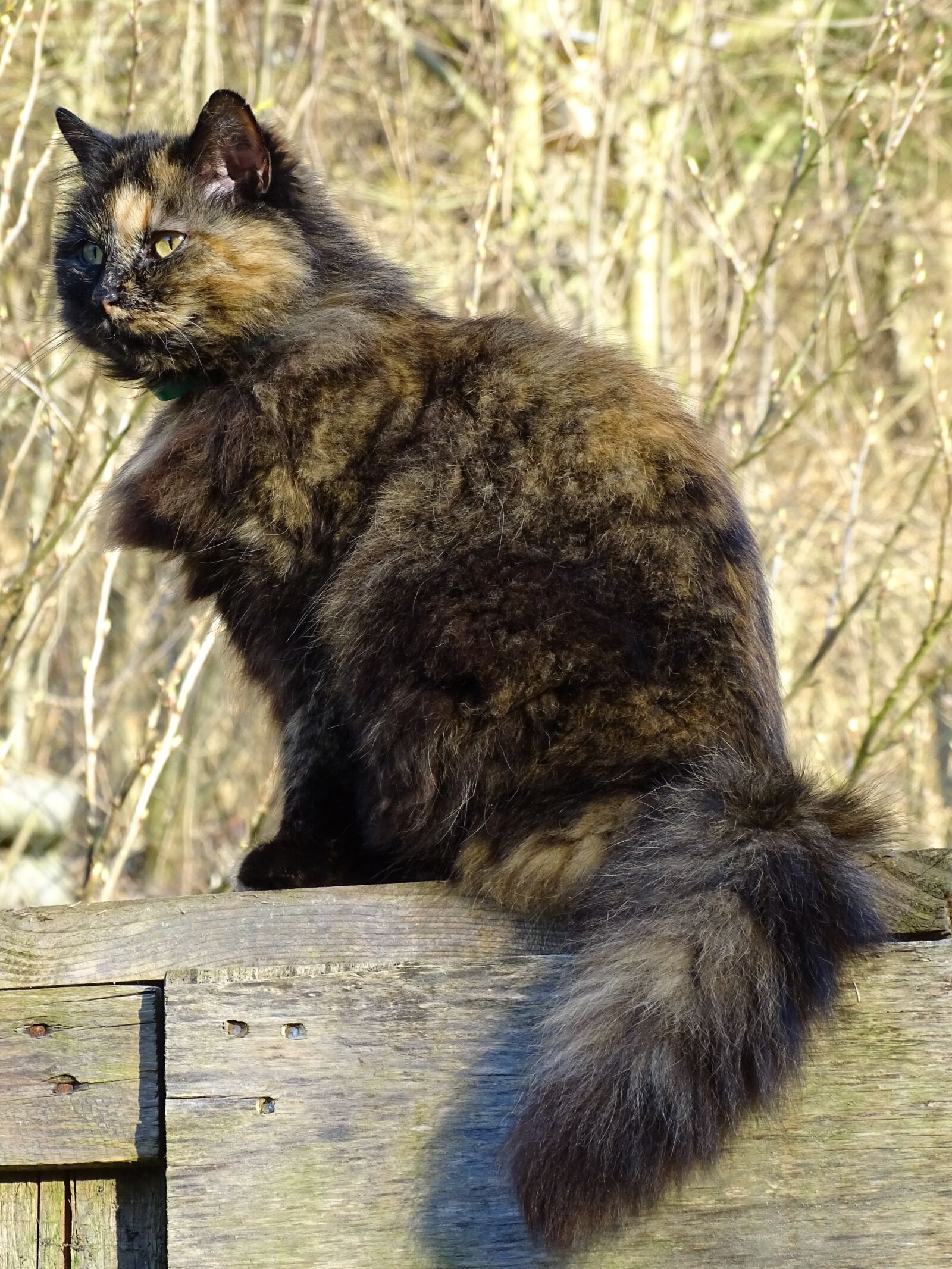Sony Cyber-shot DSC-HX400V sample photo. Mammal, animal, cute photography